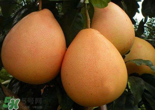 三紅蜜柚是哪里產(chǎn)的？三紅蜜柚什么時候上市？