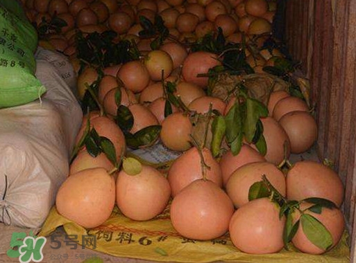 三紅蜜柚幾年結果？種三紅蜜柚好還是紅肉蜜柚好？