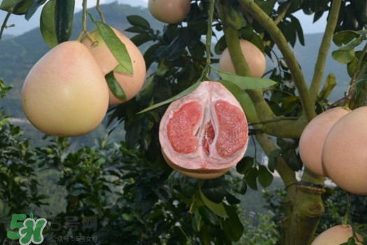 三紅蜜柚口味怎么樣？三紅蜜柚苗多少錢一棵