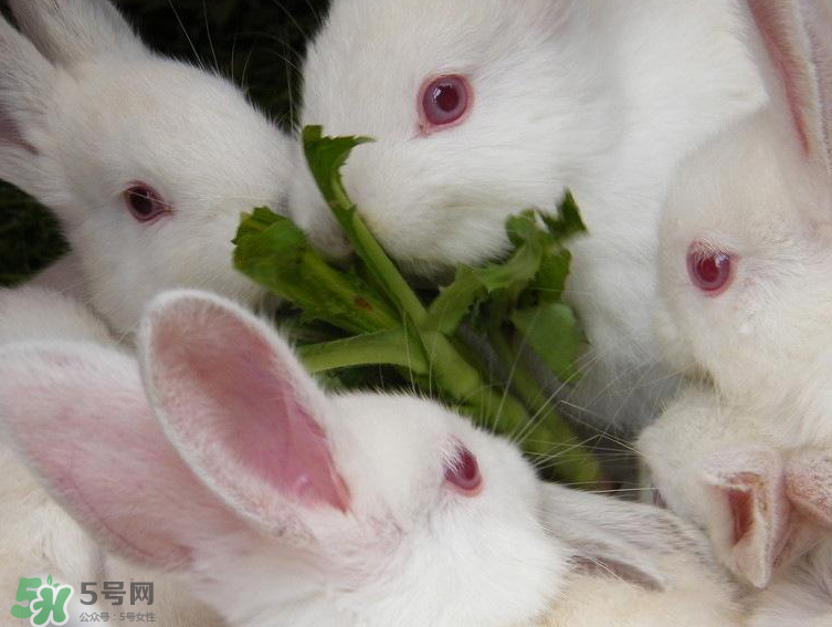 兔肉和羊肉能一起吃嗎？兔肉和羊肉相克嗎？