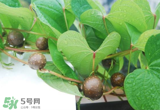 山藥豆能生吃嗎？山藥豆能帶皮吃嗎？