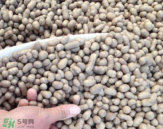 山藥豆能種植嗎？山藥豆怎么種？