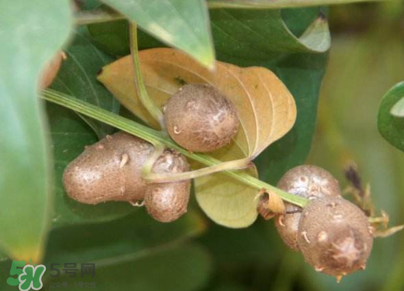 山藥豆能種植嗎？山藥豆怎么種？