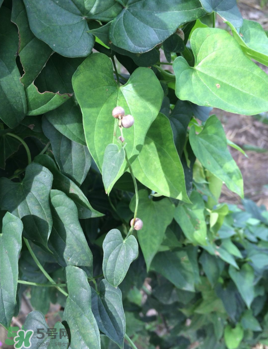 山藥豆能種植嗎？山藥豆怎么種？