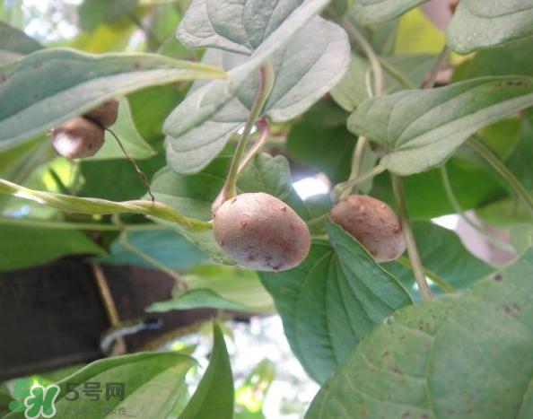 山藥豆能泡酒嗎？山藥豆能打豆?jié){嗎？