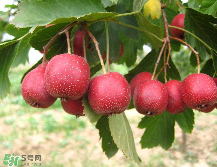 山楂和菊花能一起泡水喝嗎？