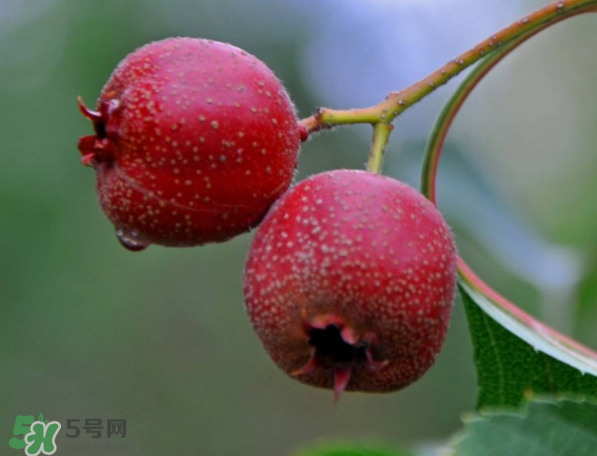 山楂和決明子泡茶喝的功效是什么？