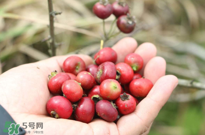山楂和蜂蜜能一起沖水喝嗎？