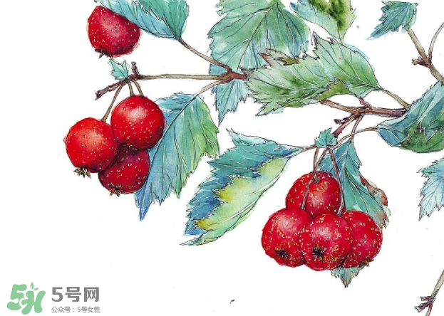 山楂要煲多長時間最好？山楂要什么時候吃最好？
