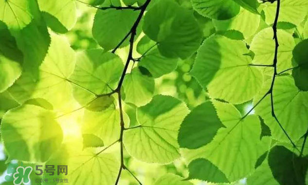三伏天吃什么？三伏天養(yǎng)生