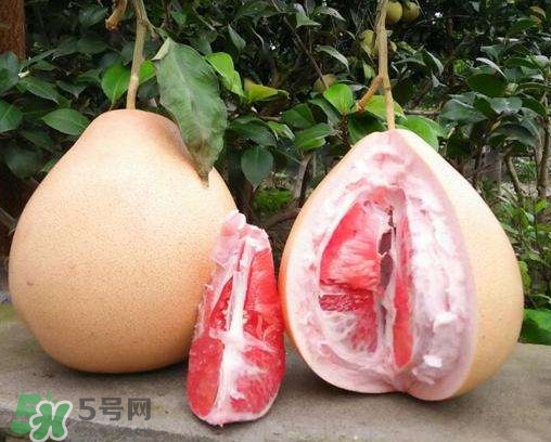 三紅蜜柚有什么功效？三紅蜜柚和金橙蜜柚哪個(gè)更好