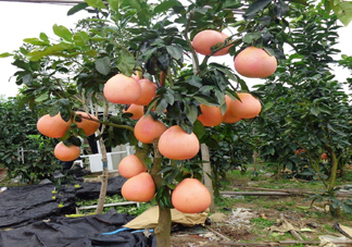 三紅蜜柚幾年結(jié)果？種三紅蜜柚好還是紅肉蜜柚好？