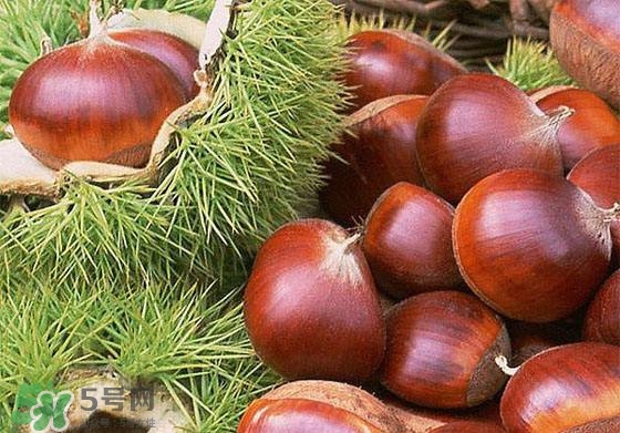 板栗酒能治療腎陽虛嗎？板栗泡酒真的能壯陽嗎？