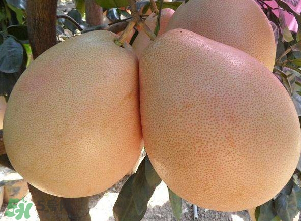 三紅蜜柚幾年結果？種三紅蜜柚好還是紅肉蜜柚好？