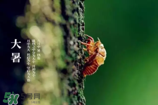 三伏天怎樣飲食？三伏天不宜做哪些事？