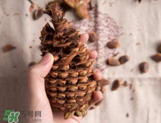 松籽有什么營養(yǎng)價值？松籽仁的功效與作用