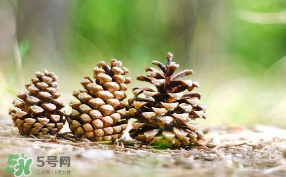 松子靠什么傳播種子的？松子是什么樹的果實(shí)