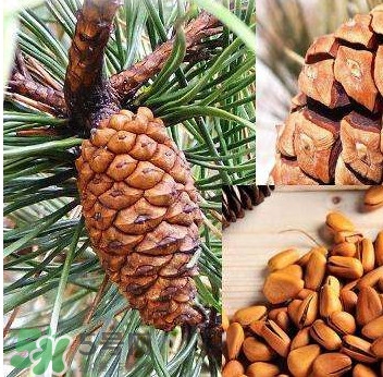 松籽是什么樹結(jié)的？松子還是松籽？