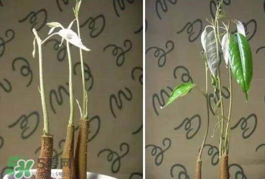 榴蓮籽能種嗎？榴蓮籽怎么種小盆栽？