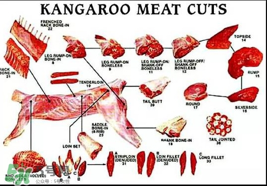 袋鼠是老鼠嗎？袋鼠肉好吃嗎