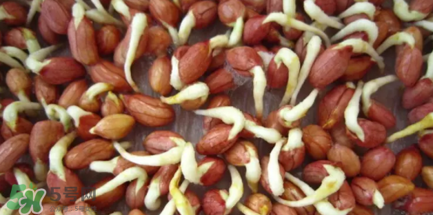 什么樣的花生適合發(fā)芽？花生的食用方法