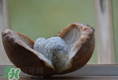 八月炸適合哪里種植？八月炸作用和功效是什么