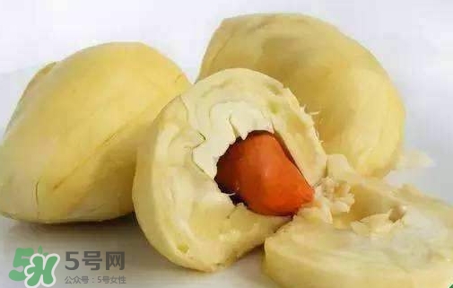 榴蓮籽能種嗎？榴蓮籽怎么種小盆栽？