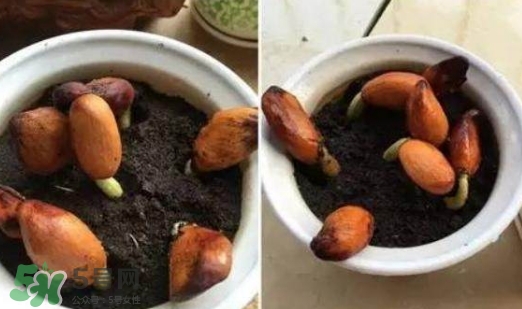 榴蓮籽能種嗎？榴蓮籽怎么種小盆栽？