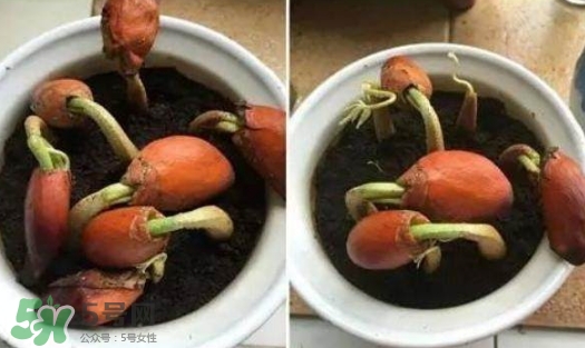 榴蓮籽能種嗎？榴蓮籽怎么種小盆栽？