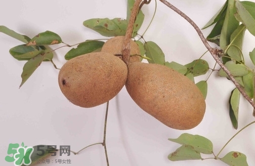 八月炸果為什么種的人少？八月炸可以放多久