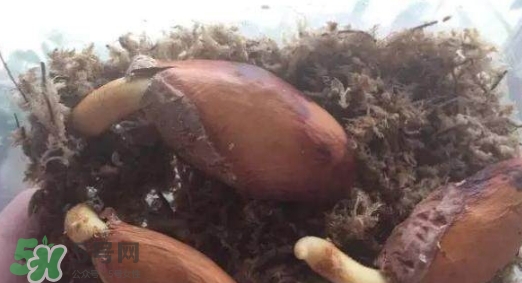 榴蓮籽能種嗎？榴蓮籽怎么種小盆栽？