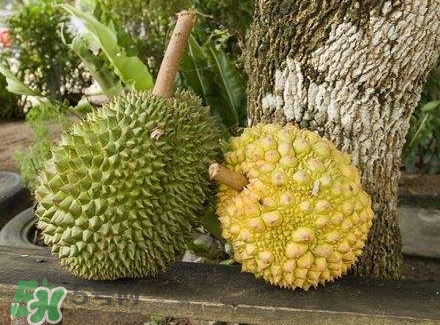 哺乳期吃榴蓮對寶寶有影響嗎？哺乳期吃榴蓮寶寶會過敏嗎？