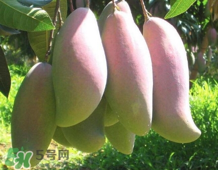 芒果有哪些品種？哪種芒果最好吃？