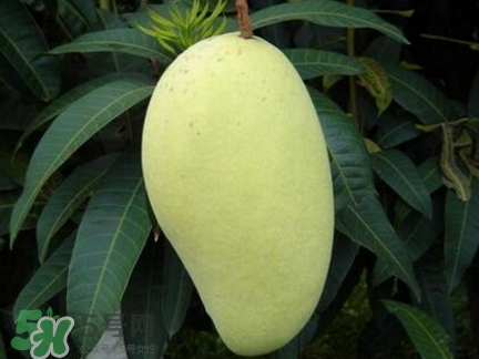 芒果有哪些品種？哪種芒果最好吃？