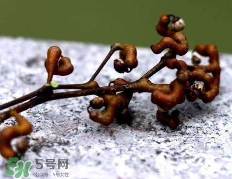 拐棗可以嫁接嗎？拐棗是哪里的特產(chǎn)