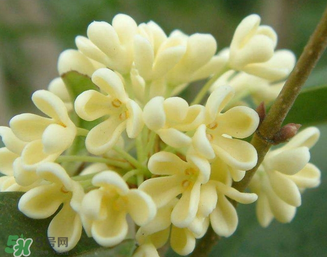 新鮮桂花怎么清洗？新鮮桂花可以冷凍嗎？
