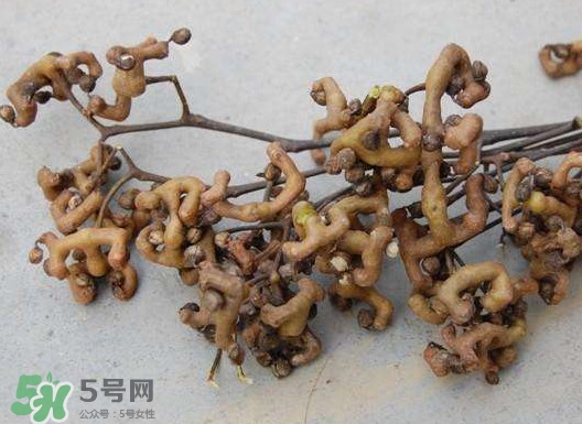 拐棗可以嫁接嗎？拐棗是哪里的特產(chǎn)