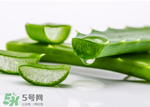 蘆薈泡酒治皮膚病嗎？蘆薈泡酒的功效與作用