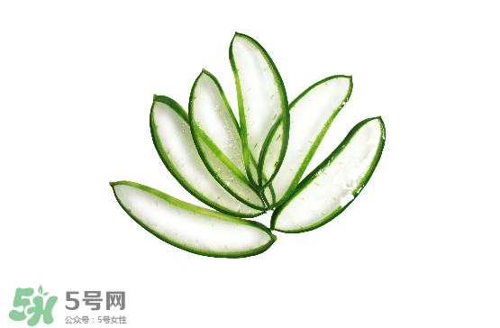 蘆薈泡酒治皮膚病嗎？蘆薈泡酒的功效與作用