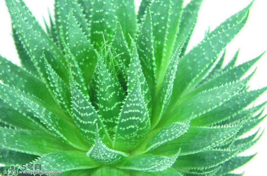 蘆薈有哪些作用？蘆薈會(huì)開花嗎？