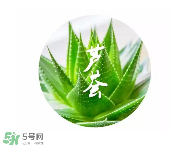 蘆薈膠的醫(yī)療作用有哪些？蘆薈膠的使用方法有哪些？