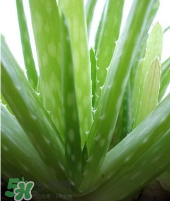 蘆薈膠的醫(yī)療作用有哪些？蘆薈膠的使用方法有哪些？