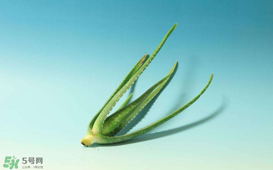 蘆薈膠的醫(yī)療作用有哪些？蘆薈膠的使用方法有哪些？