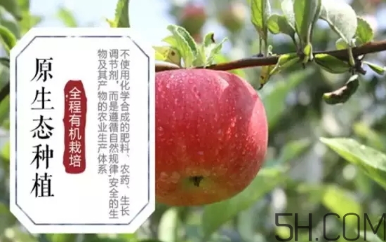 美八蘋果價(jià)格多少錢？美八蘋果多少錢一斤？
