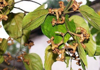 新鮮拐棗吃著澀怎么處理？拐棗為什么澀