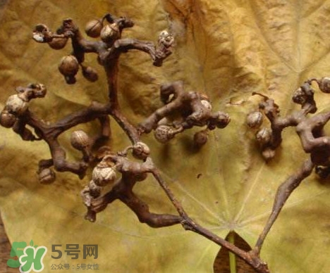 拐棗為什么沒(méi)人買？拐棗學(xué)名是什么