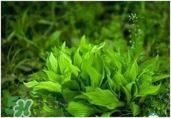 螺旋藻是海帶嗎？螺旋藻是海藻嗎？