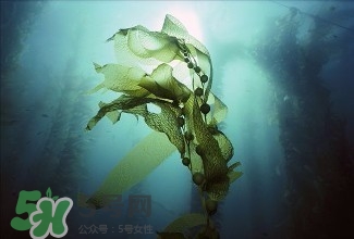 螺旋藻能解酒嗎？解酒的方法有哪些？