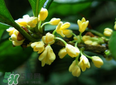新鮮桂花怎么清洗？新鮮桂花可以冷凍嗎？