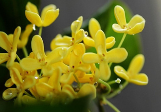 新鮮桂花怎么清洗？新鮮桂花可以冷凍嗎？